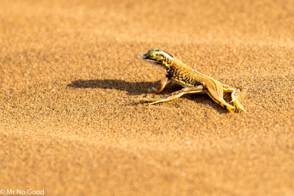 Scoprire Namibia: Un Viaggio tra Natura e Cultura