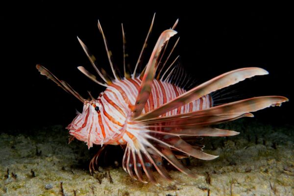Il Pesce Scorpione: Caratteristiche e Importanza Ambientale