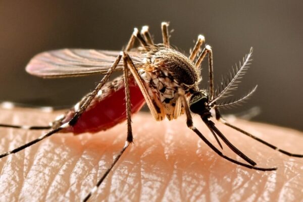 La Febbre del Nilo: Un’Allerta Sanitaria Importante