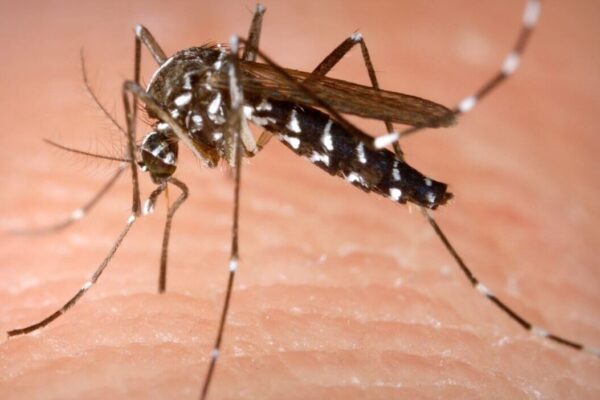 Virus West Nile a Latina: Storia e Preoccupazioni Attuali