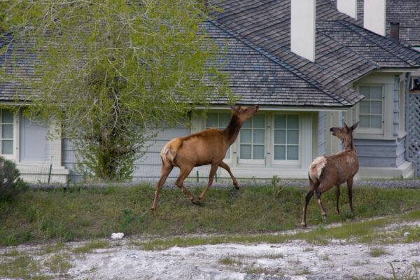 Scoperte Recenti e Sorprese nel Parco Nazionale Yellowstone