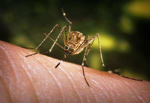 Zanzare West Nile: Un Rischio Crescente per la Salute Pubblica