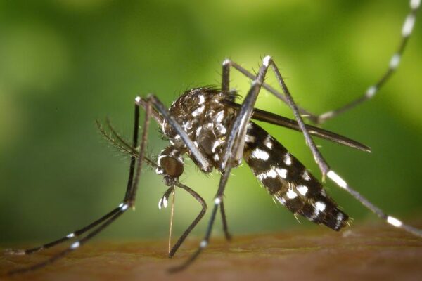 Chikungunya: Un monitoraggio urgente in Italia