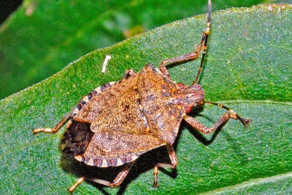 Cimice Asiatica: Un Problema Crescente per l’Agricoltura