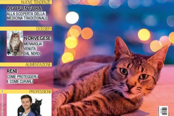 Il Gatto: Un Amico Pieno di Affetto e Fede