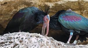 L’Ibis Eremita: Proteggere una specie in pericolo