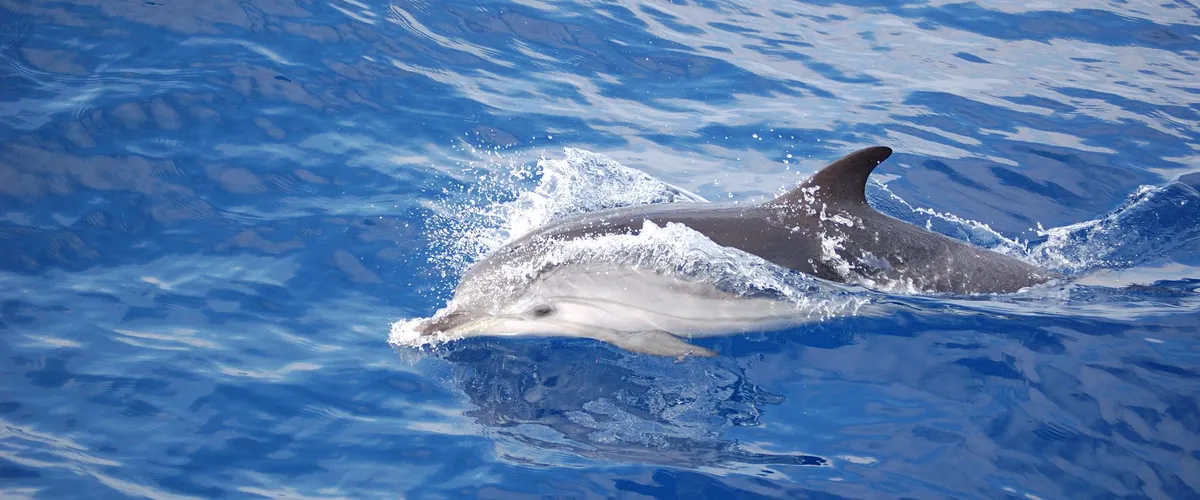 isola d'elba — IT news