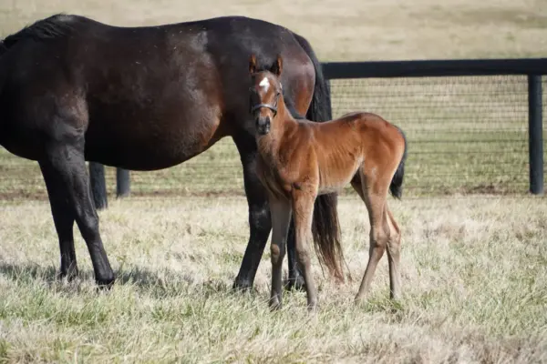 stella stellina — IT news