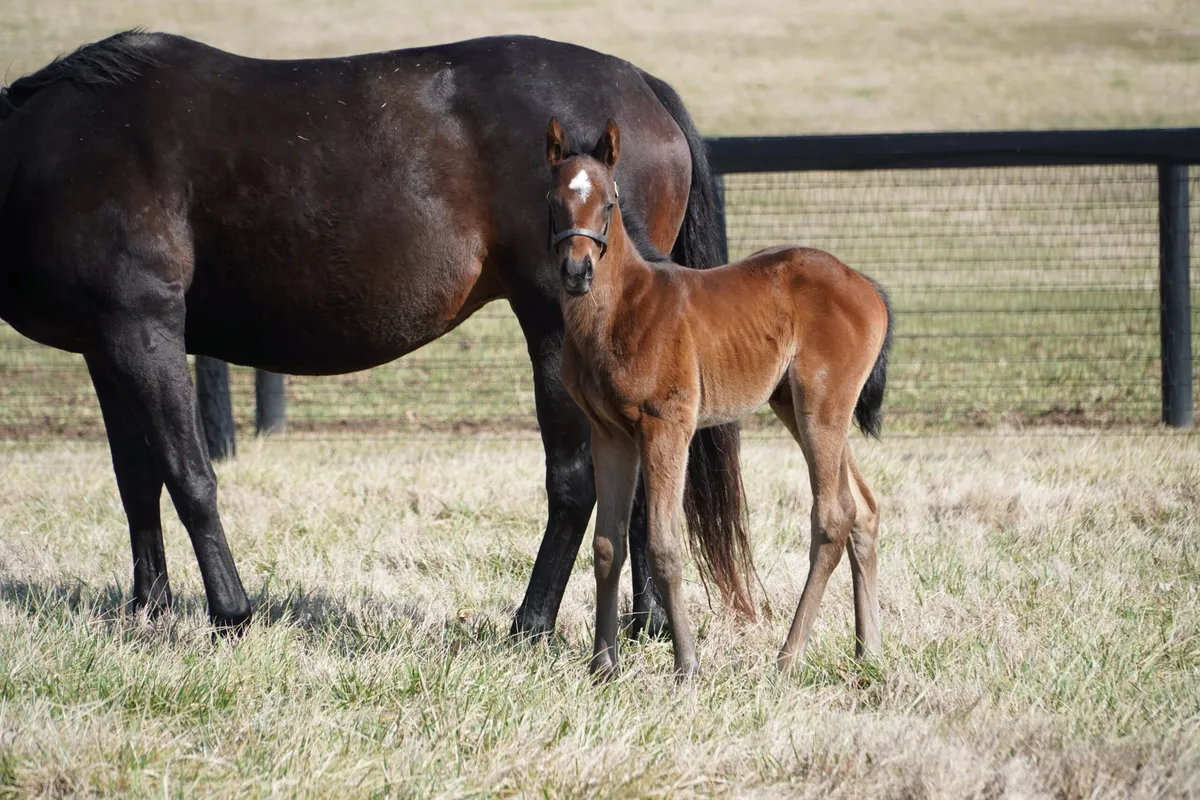 stella stellina — IT news