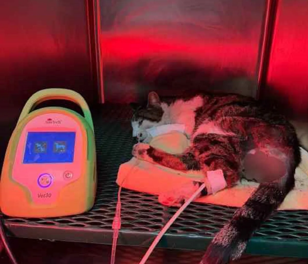 gatta violenza roma — IT news