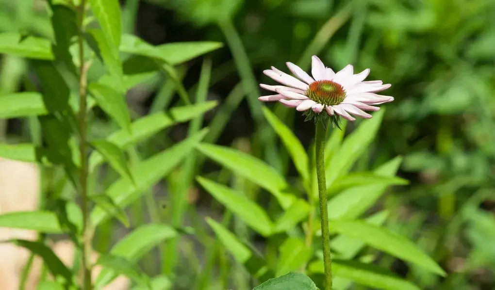 greenwood — IT news