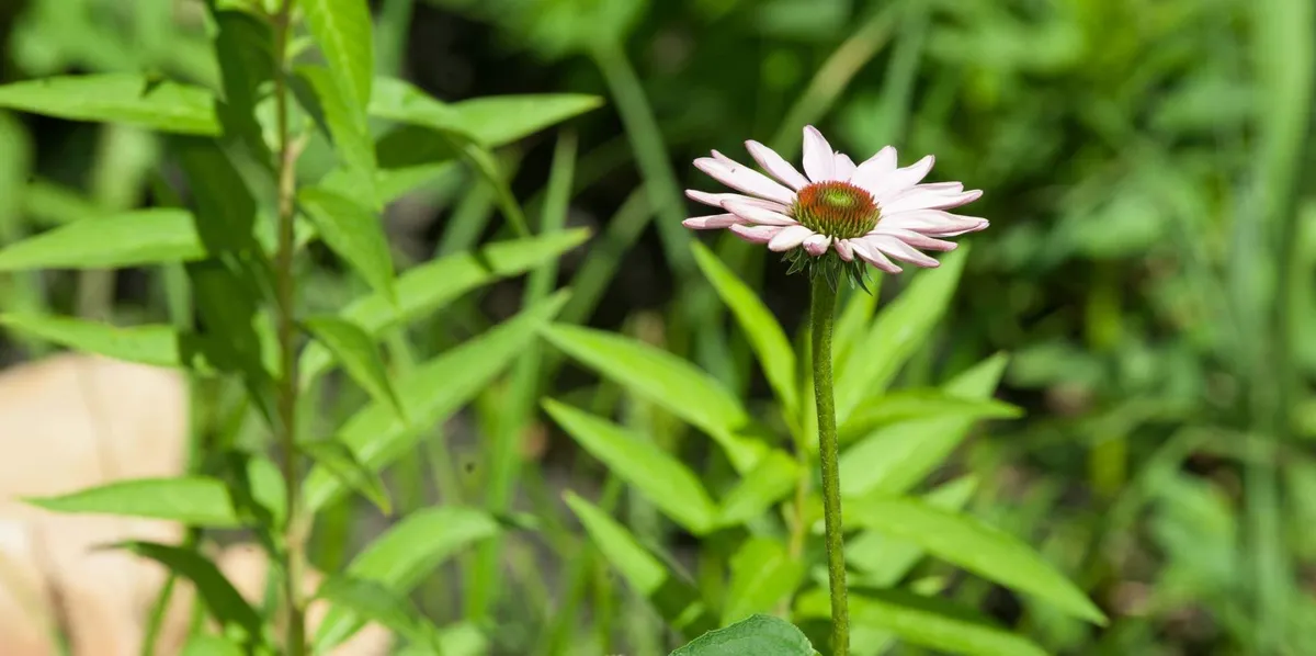 greenwood — IT news