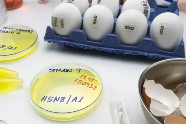 influenza h9 — IT news