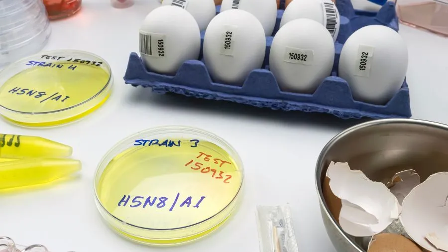 influenza h9 — IT news