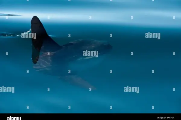 pesce luna — IT news