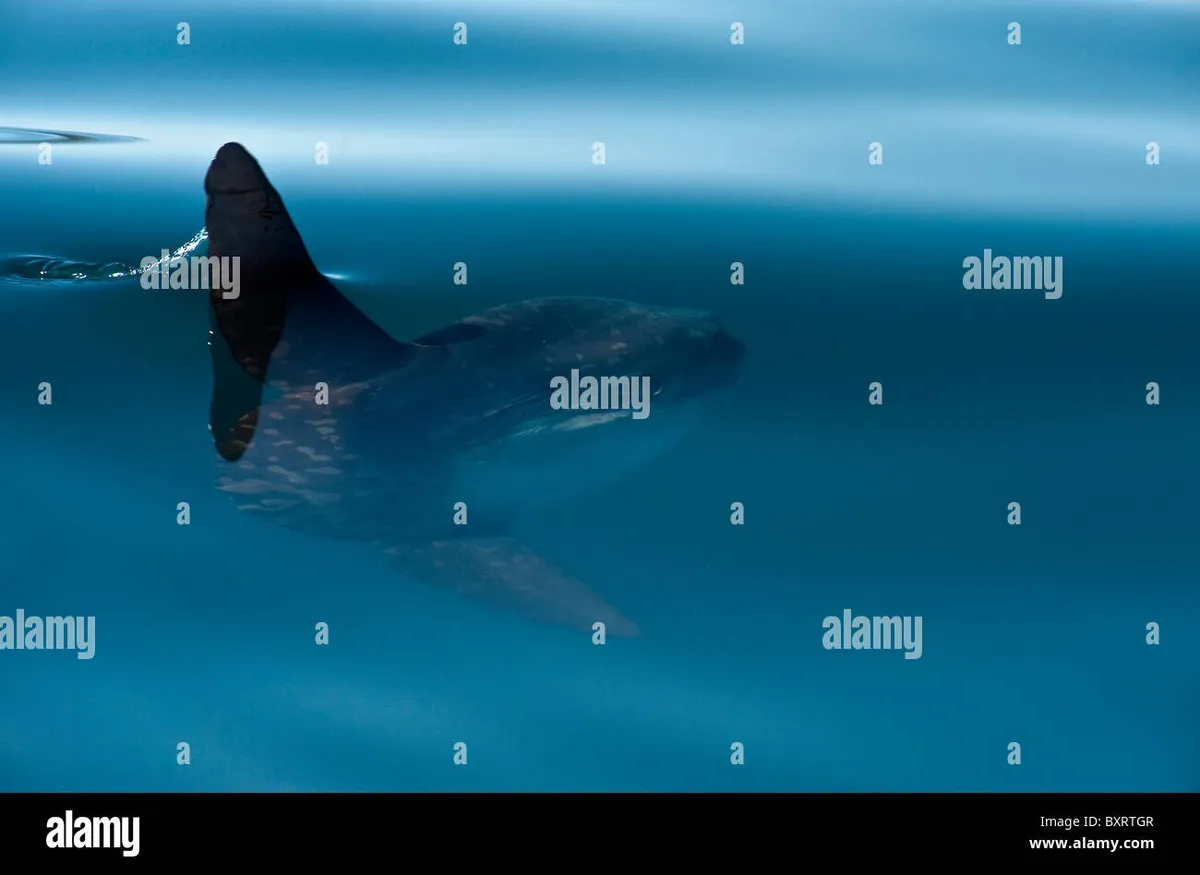 pesce luna — IT news