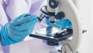 vimentina — IT news