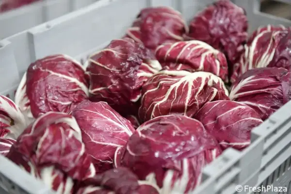 chioggia — IT news