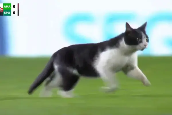 estrela amadora - sporting — IT news