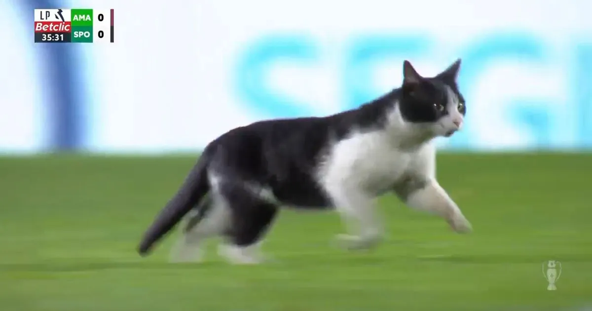 estrela amadora - sporting — IT news