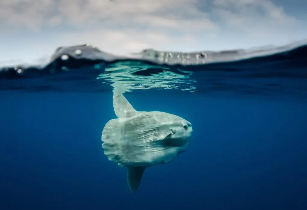 pesce luna — IT news