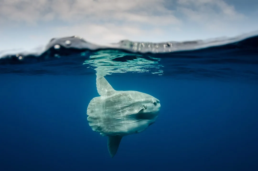 pesce luna — IT news