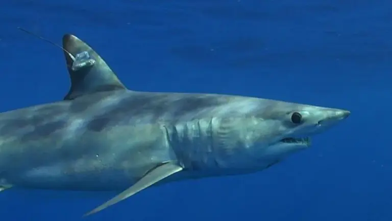 squalo mako — IT news