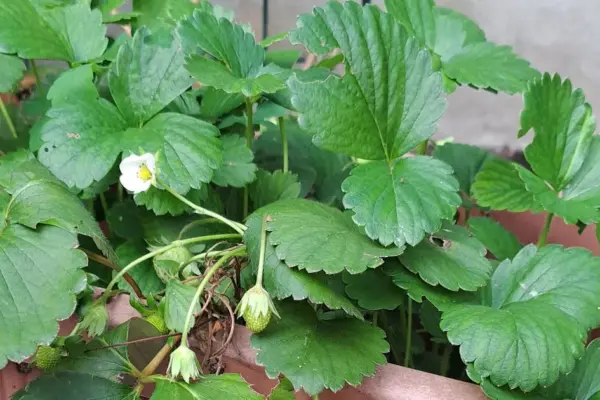 ultimo questa insensata voglia di te — IT news