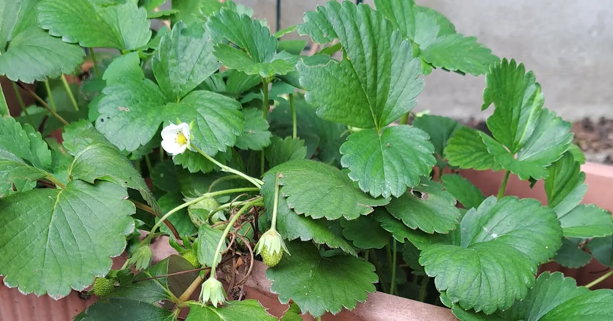 ultimo questa insensata voglia di te — IT news